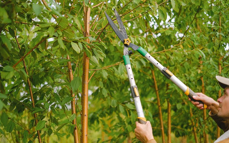 Tree trimming in Rockaway Beach, OR